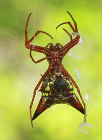 Arrow-shaped Micrathena